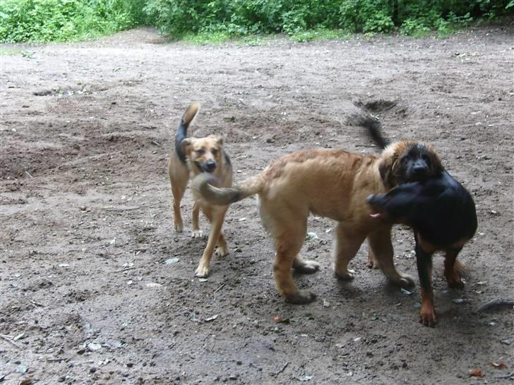 Rottweiler Laica *EFTERLYST* - heey en ny legekammerat billede 8