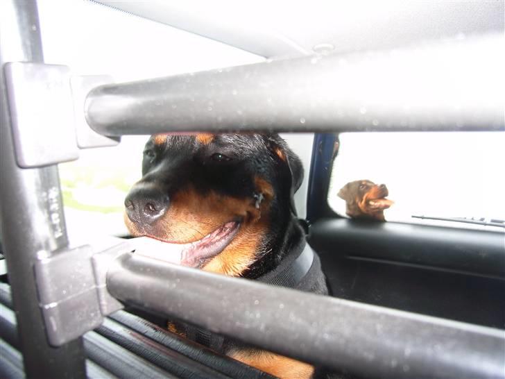 Rottweiler Laica *EFTERLYST* - Sat bag tremmer i bilen...snøft billede 9