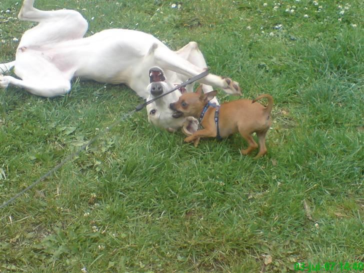 Blanding af racer |Chi/DP| Lasse prinsen - Freja og jeg vi leger helt vildt :D billede 12