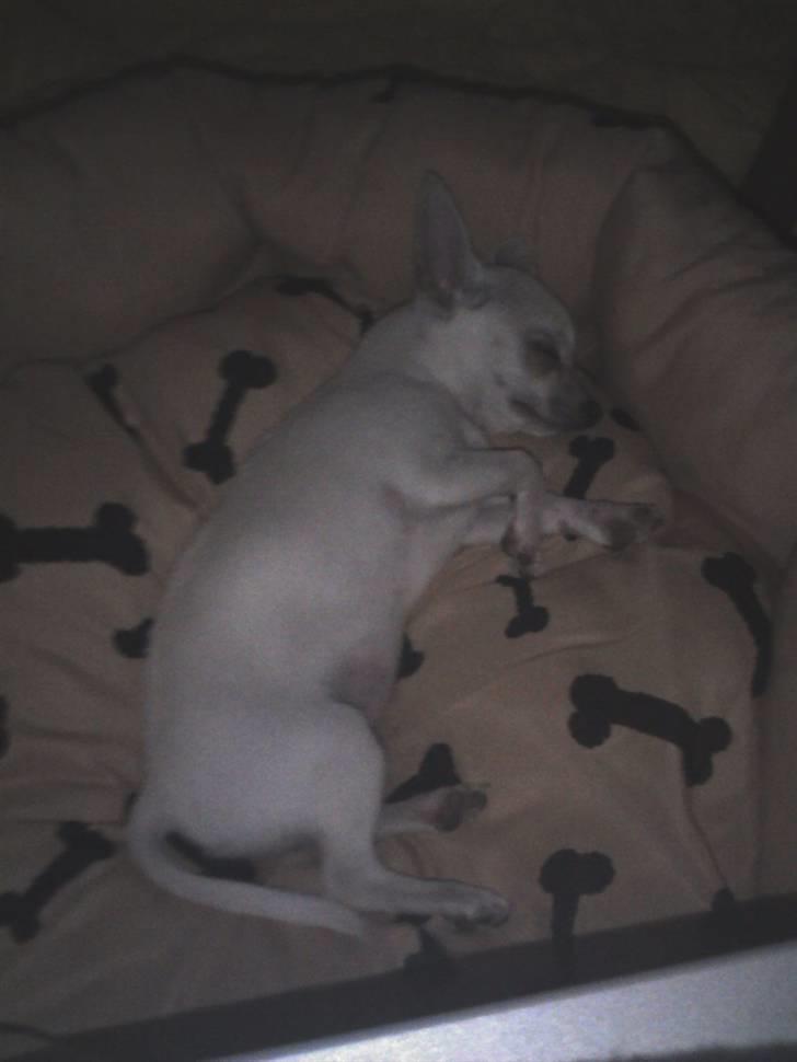 Chihuahua Amy*Savner dig* billede 16