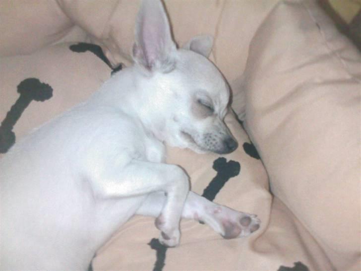 Chihuahua Amy*Savner dig* billede 17