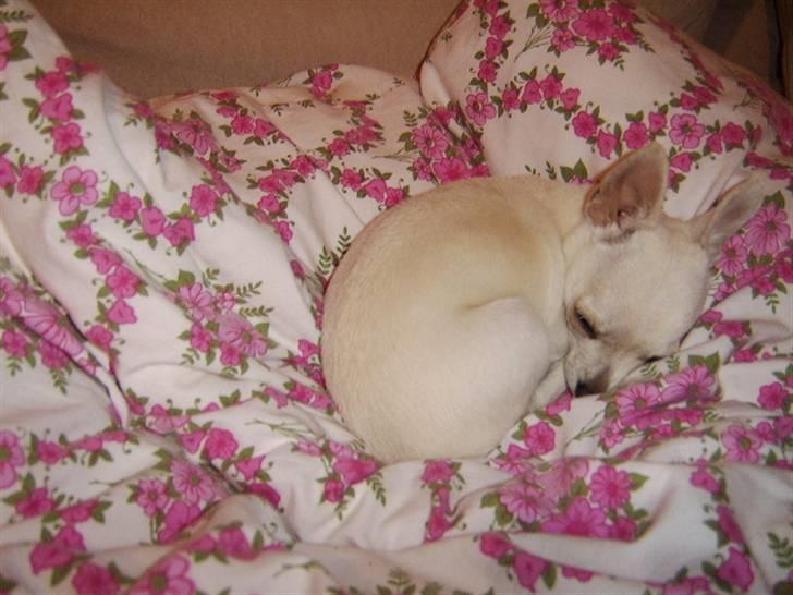 Chihuahua Amy*Savner dig* - Amy i hendes nye hjem 2 billede 18