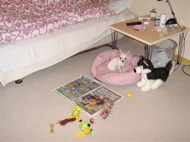 Chihuahua Amy*Savner dig* - Amy i hendes nye hjem billede 19