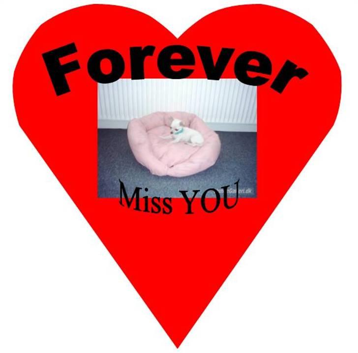 Chihuahua Amy*Savner dig* billede 20