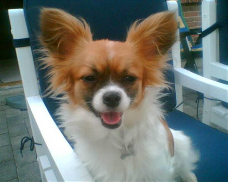 Blanding af racer Chikita billede 1