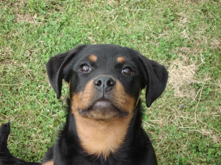 Rottweiler Radeau Pixi billede 1