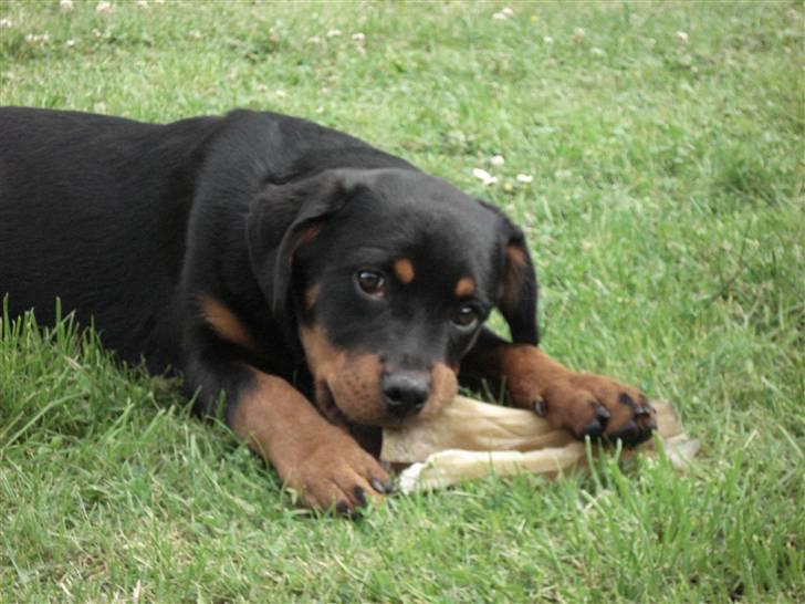 Rottweiler Radeau Pixi billede 2