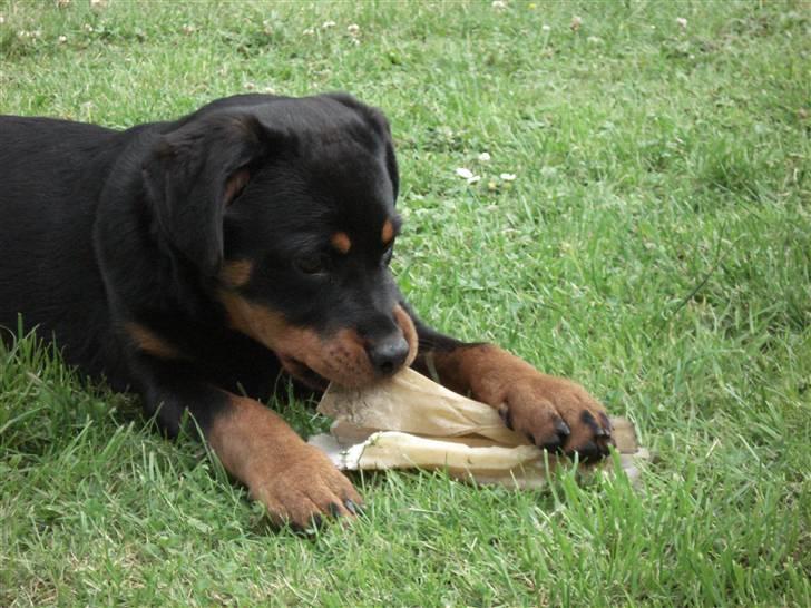 Rottweiler Radeau Pixi billede 3
