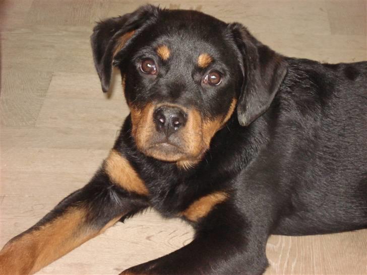 Rottweiler Radeau Pixi billede 4