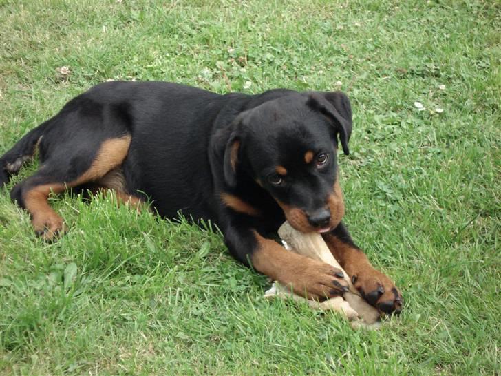 Rottweiler Radeau Pixi billede 5