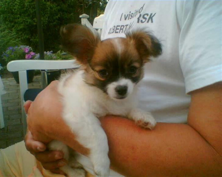 Blanding af racer Chikita billede 2