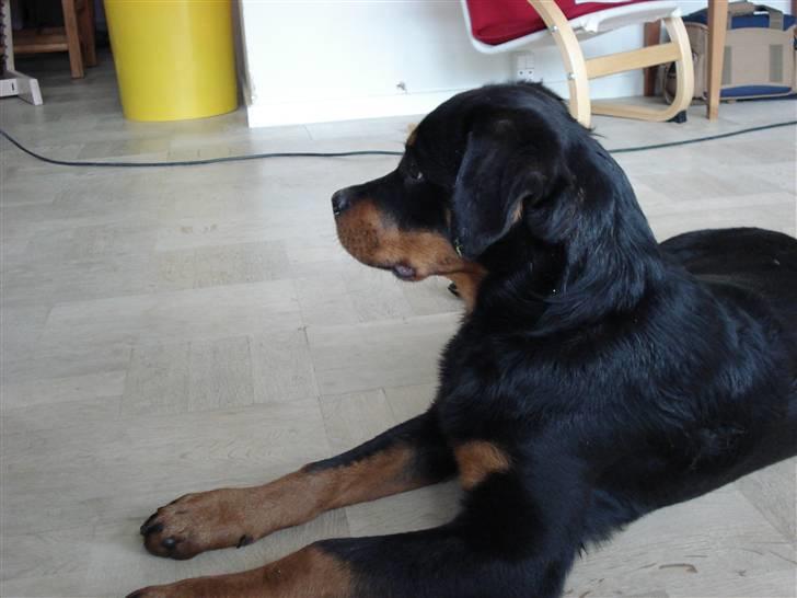 Rottweiler Radeau Pixi billede 6