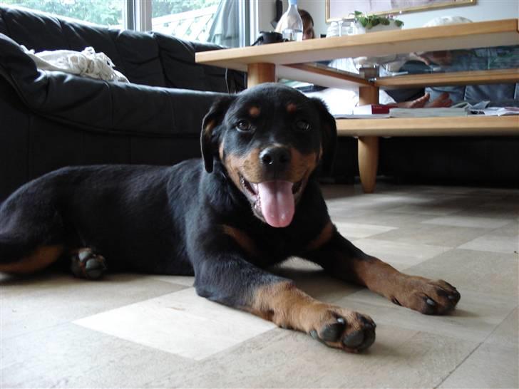 Rottweiler Radeau Pixi billede 7
