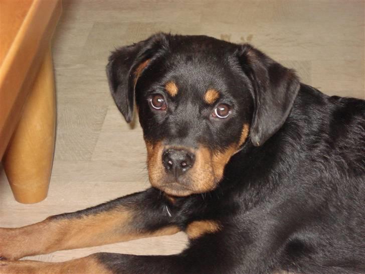 Rottweiler Radeau Pixi billede 8