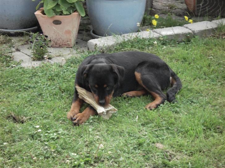 Rottweiler Radeau Pixi billede 9