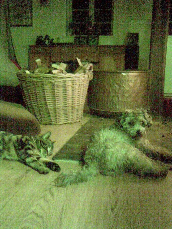 Dværgpuddel Ruth - Ruth og Kiks hygger ved pejsen billede 10