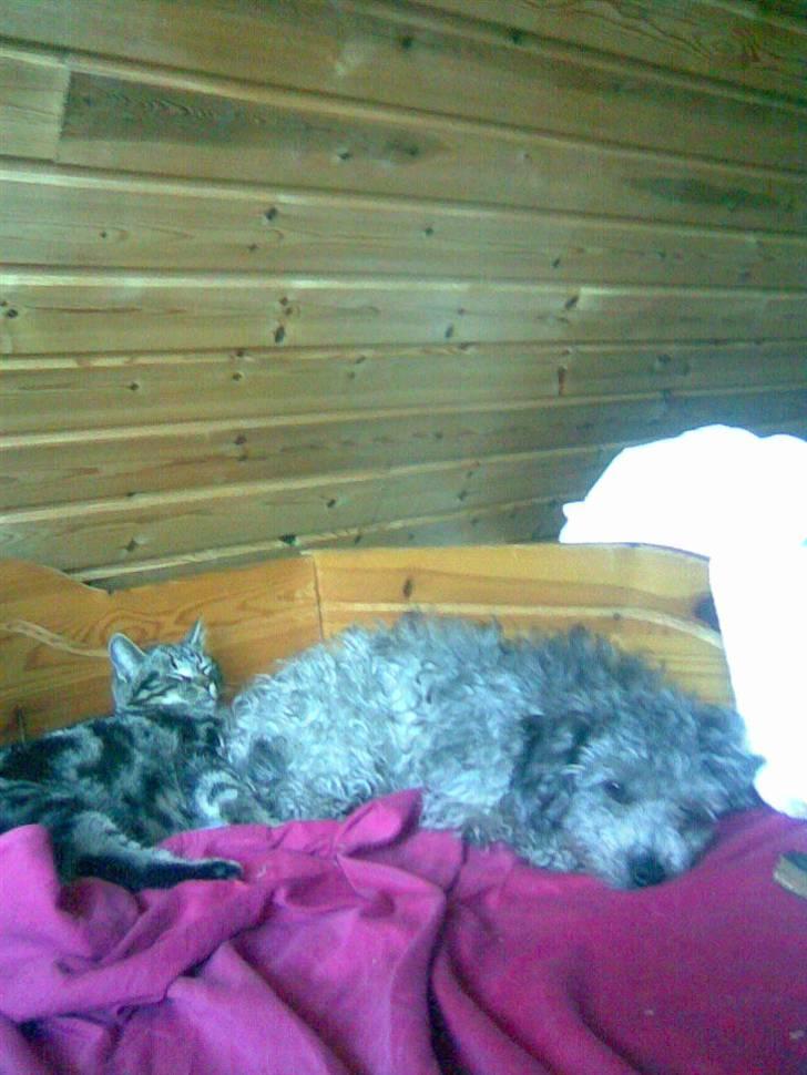 Dværgpuddel Ruth - Bedste venner billede 11