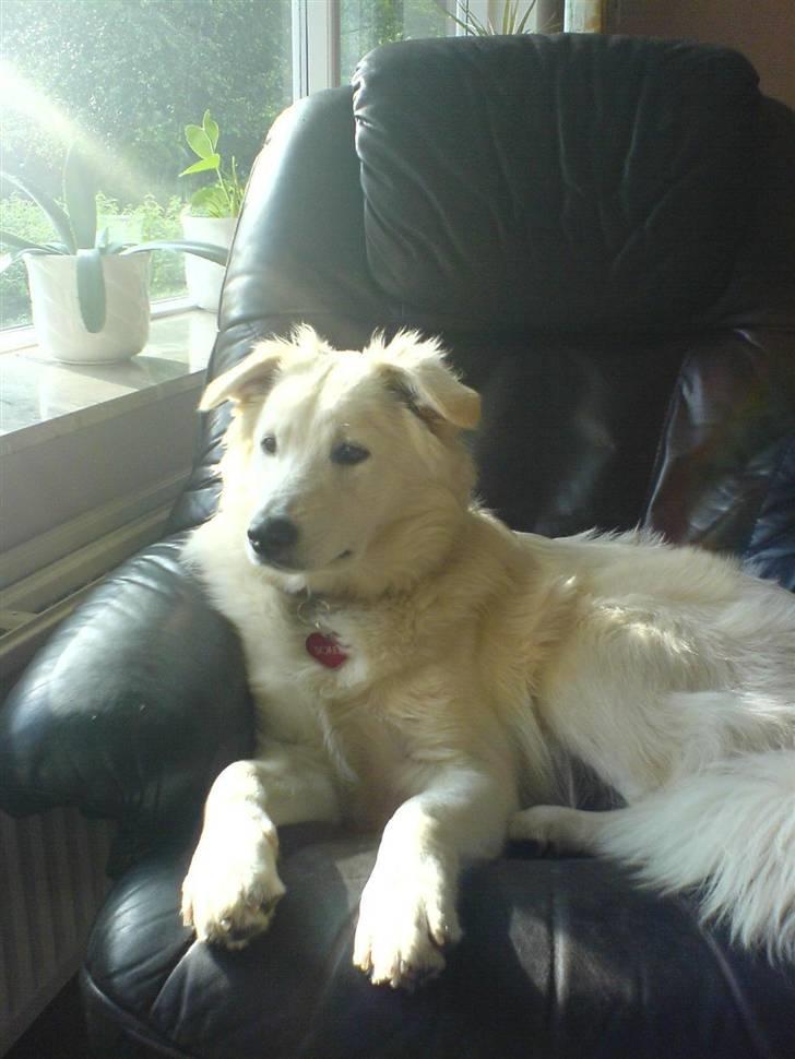 Blanding af racer soffie/ soffe - arh dette her er miin stol!<33 billede 5