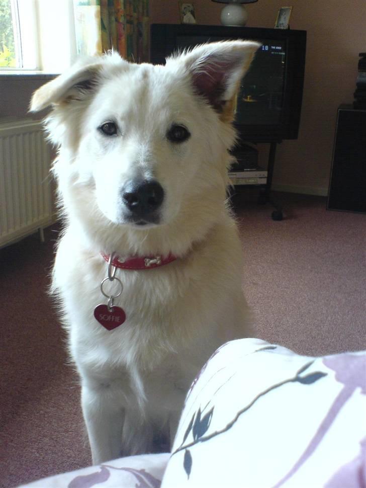 Blanding af racer soffie/ soffe - argh jeq ka ikke styre miin øre hjælp!<33 billede 6