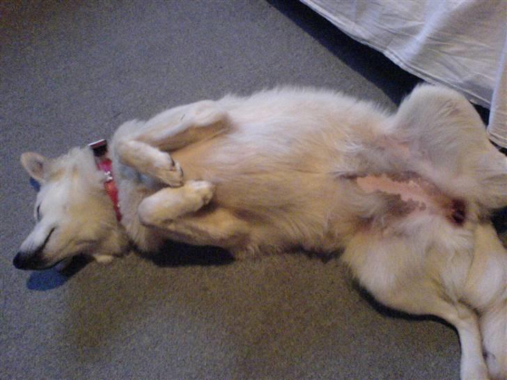 Blanding af racer soffie/ soffe - klø miiq! billede 8