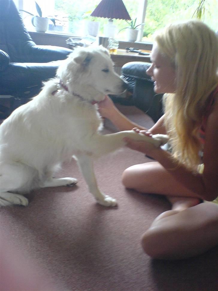 Blanding af racer soffie/ soffe - potte soffe<33;b billede 9