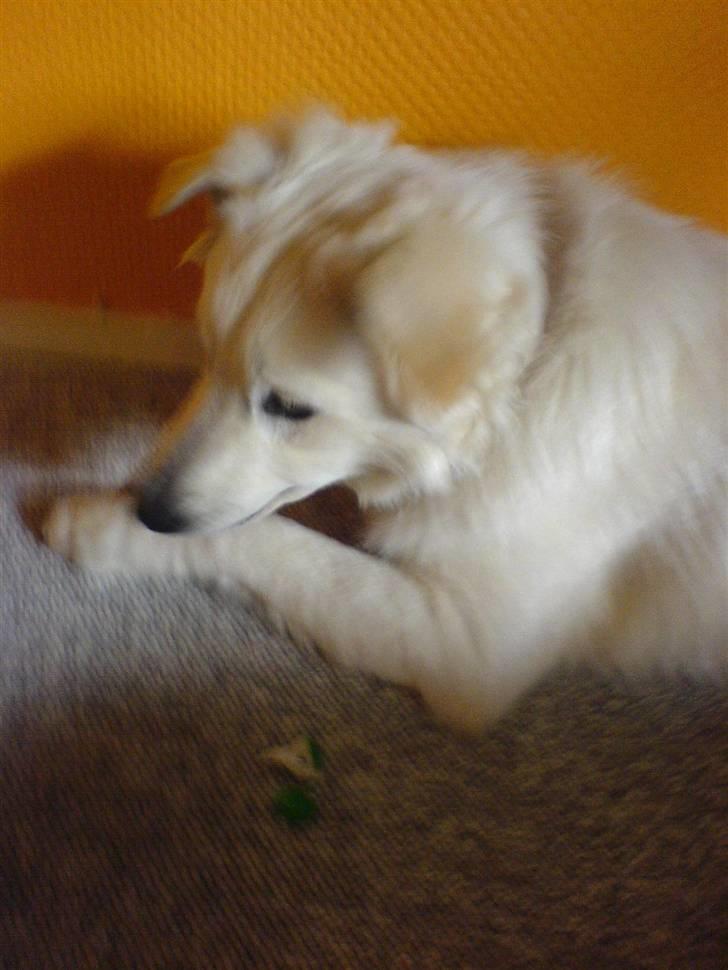 Blanding af racer soffie/ soffe - heeej billede 10