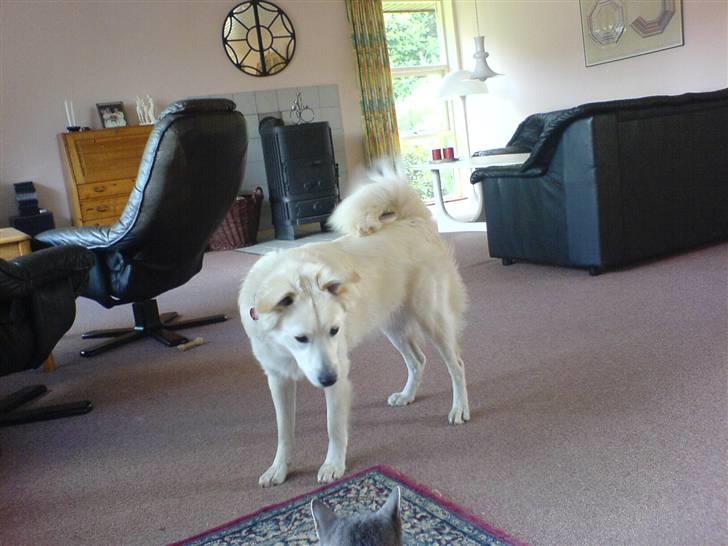 Blanding af racer soffie/ soffe - hov der var ems;b billede 11