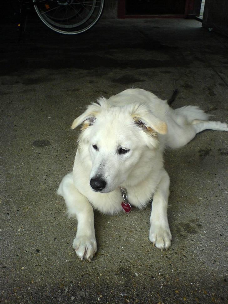 Blanding af racer soffie/ soffe - arh her er dejliqt kølliqt;b billede 12