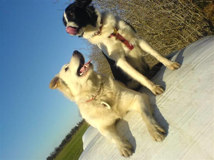 Blanding af racer soffie/ soffe - mig &´ tessa , min bedsteveninde :´D billede 13