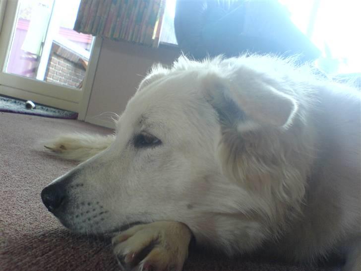 Blanding af racer soffie/ soffe - ka du ik se jeq er træt?<33 billede 15