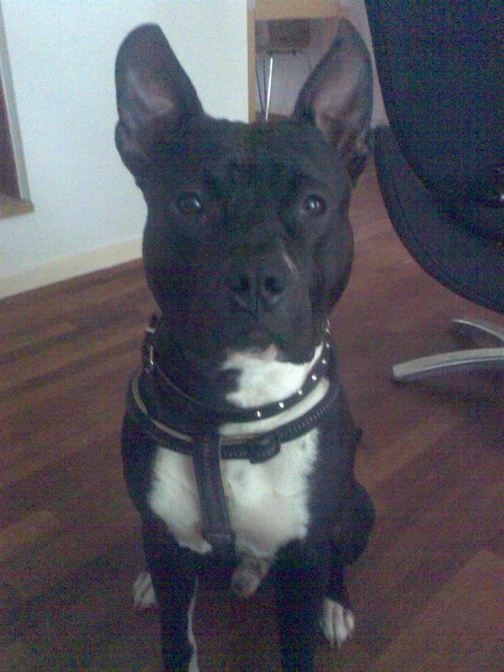 Amerikansk staffordshire terrier Kenzo - Kenzo 1 år... billede 12