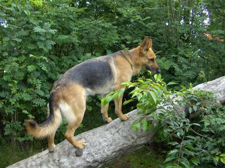 Schæferhund Tutte - Det er svært at holde balancen.... billede 15