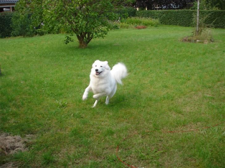 Samojedhund Sally - Sally løber i vores nye store have... billede 12