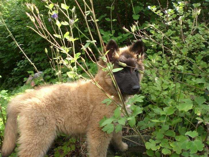 Belgisk hyrdehund Benisakura  billede 16