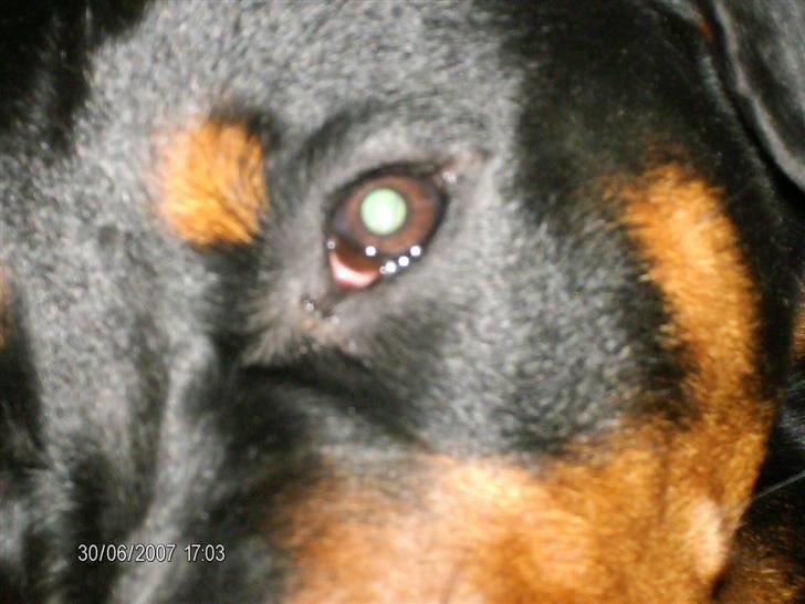 Rottweiler Laica *EFTERLYST* - Hvad kigger DU på??? billede 10