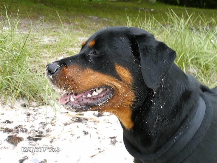 Rottweiler Laica *EFTERLYST* - Leica på stranden for 1 gang. billede 11