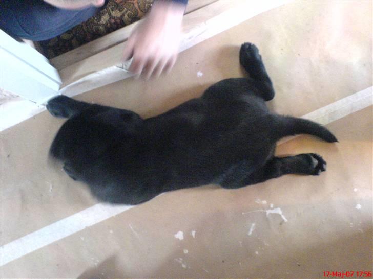 Labrador retriever Poker - ca. 2 mdr gammel billede 7