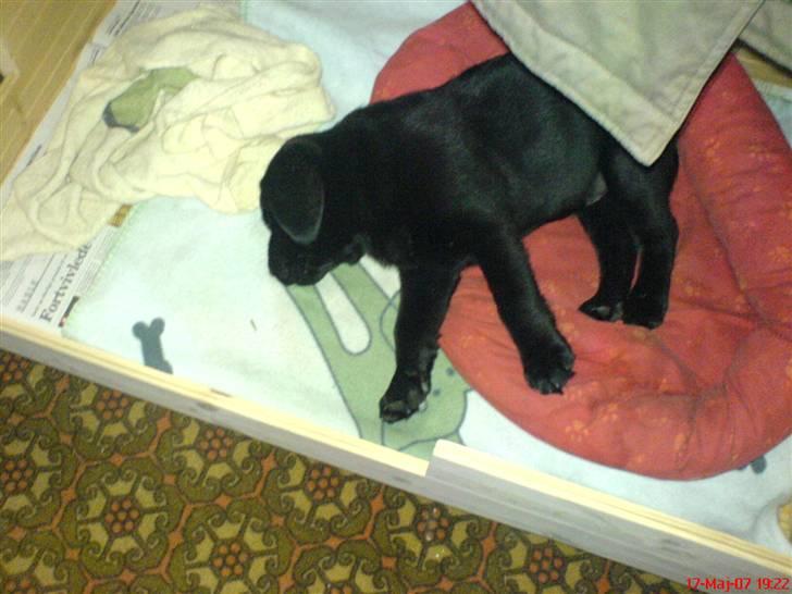 Labrador retriever Poker - sover i min fars hjemmelavet seng billede 8