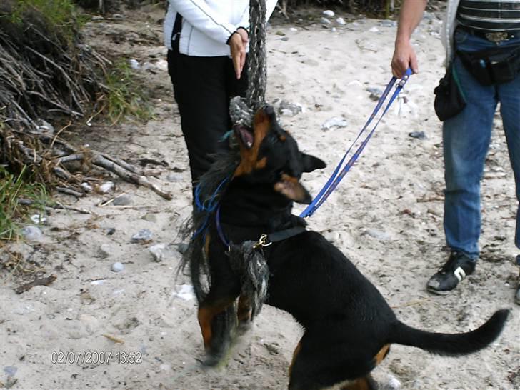 Rottweiler Laica *EFTERLYST* - den gynge SKAL bare ned... billede 12