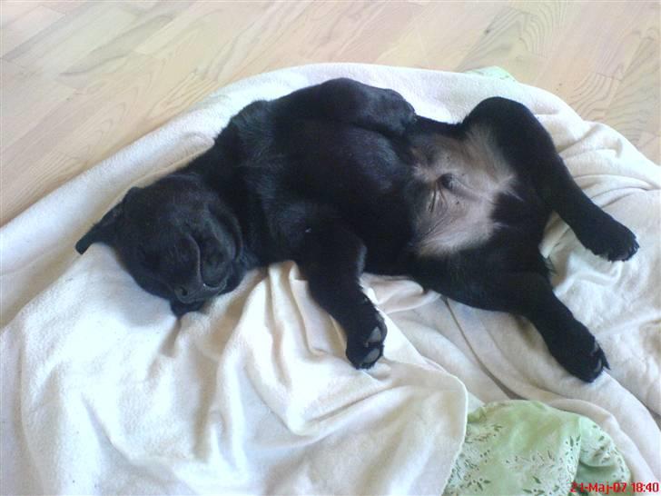 Labrador retriever Poker - ynglings måde at sove på.. hi hi billede 10