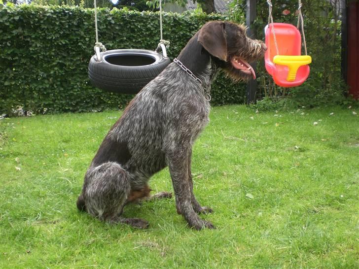 Ruhåret hønsehund Ra billede 18