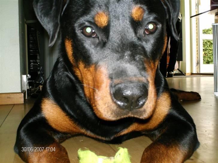 Rottweiler Laica *EFTERLYST* - Er jeg ikke dejlig?! billede 13