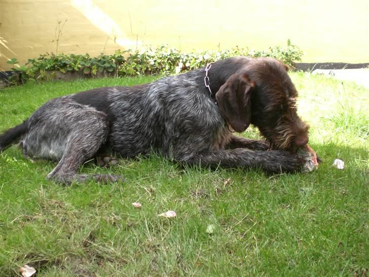 Ruhåret hønsehund Ra billede 19