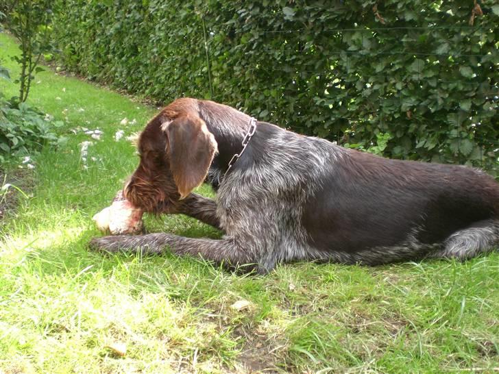 Ruhåret hønsehund Ra billede 20
