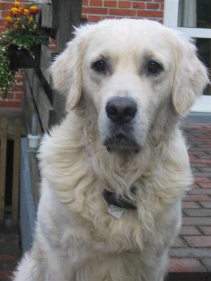 Golden retriever Marco`s samson - Pænt skal man jo sidde nogle gange! billede 1