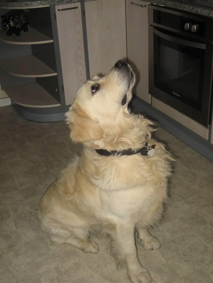 Golden retriever Marco`s samson - Man skal sidde pænt vis man skal have noget og spise!! billede 2
