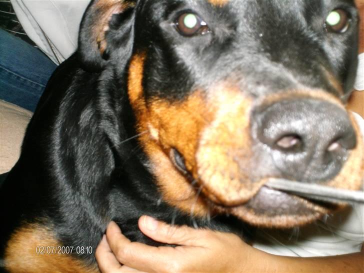 Rottweiler Laica *EFTERLYST* - Så er det slut med at tage billeder af mig... billede 14