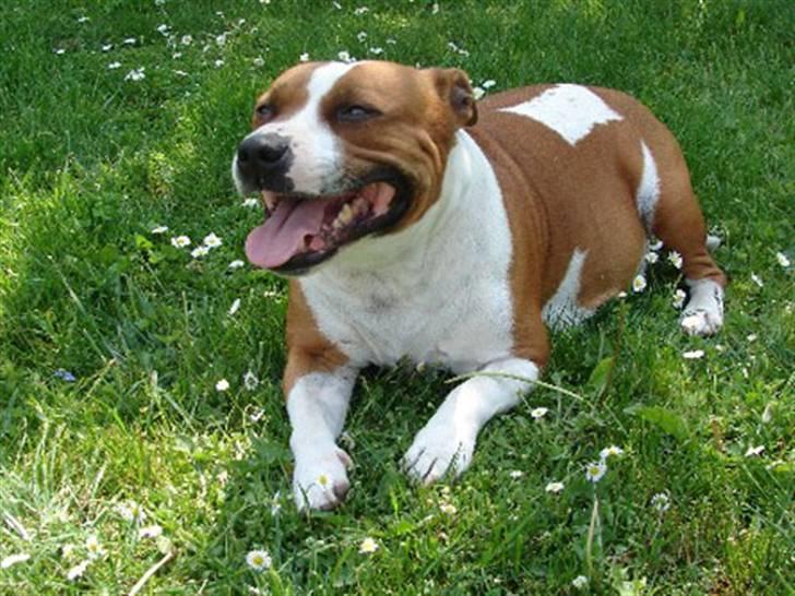 Staffordshire bull terrier *Miko aka Diego* - min fine mor billede 2