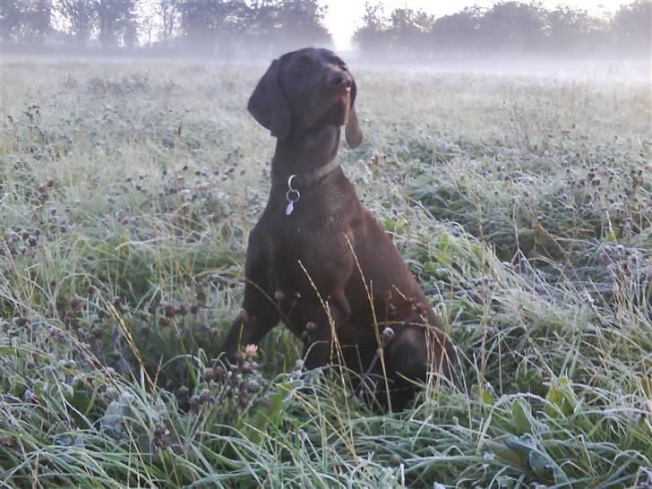 Korthåret hønsehund Ryttersminde's Balder - En dejlig frost morgen. billede 1