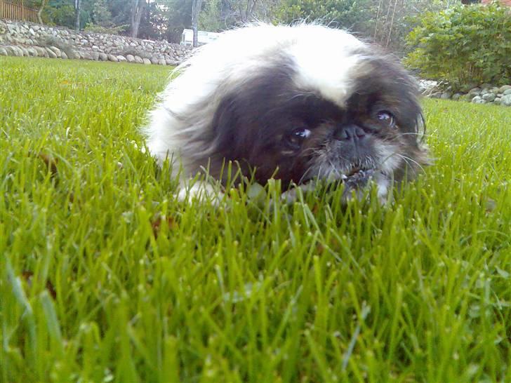Pekingeser Gonzo billede 9